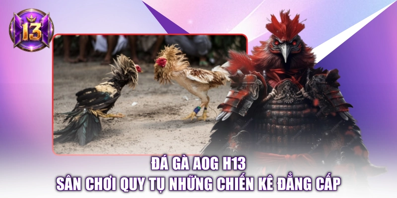 Đá Gà AOG H13 - Sân Chơi Quy Tụ Những Chiến Kê Đẳng Cấp