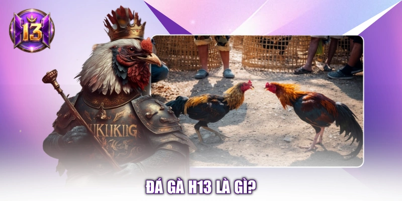 Đá gà H13 là gì?