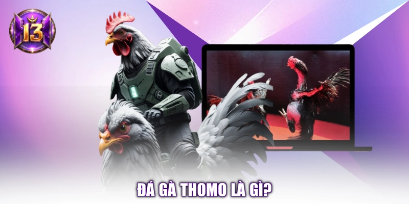 Đá gà Thomo là gì?