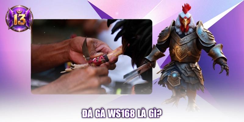 Đá gà WS168 là gì?